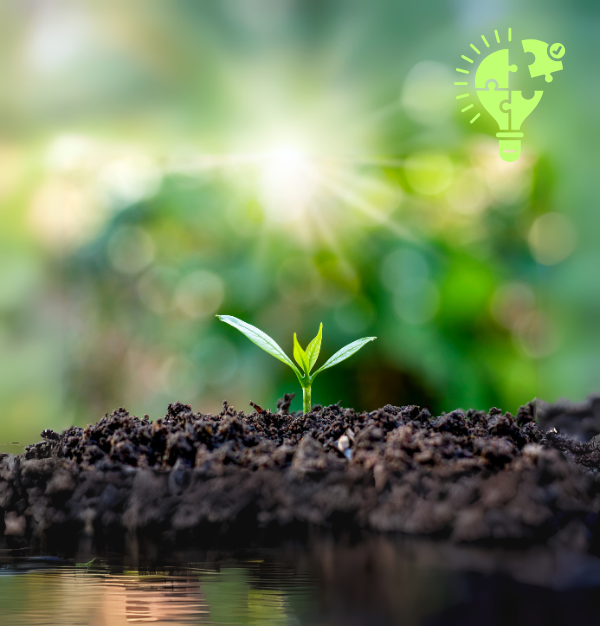 Kuvituskuva tietoon perustuvasta vastuullisuudesta. Kuvassa kasvi itää mullasta, ja oikealla ylhäällä on tietoa symboloiva, palapeleistä koostettu lamppu